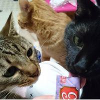 necoluv 会員画像