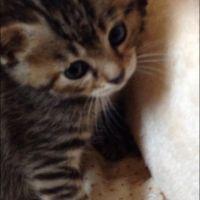 ちびねこちゃん 会員画像