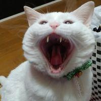 キョンスケ 会員画像