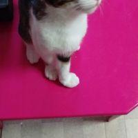 ragdoll 会員画像