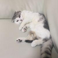 ふぇいくすたー 会員画像