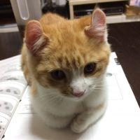 会員画像