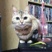 会員画像