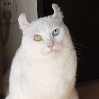 レオニャン 会員画像