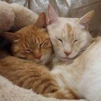 とみねこ 会員画像