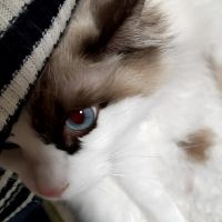シノニム 会員画像
