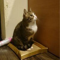 ふじきち 会員画像