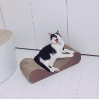 まこかこ 会員画像