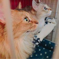 ねろぷー 会員画像