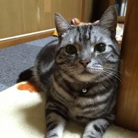 ココちゃん16 会員画像
