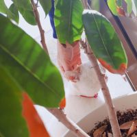 ◆ももねこ◆ 会員画像