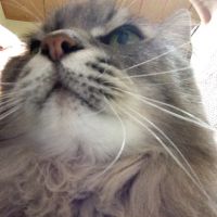 猫のぷん君さん