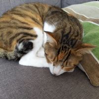 ねこメメ 会員画像