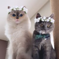 ちぇるこっこ 会員画像
