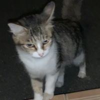 月の猫