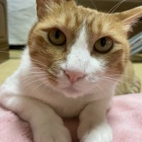 なちゅーん 会員画像