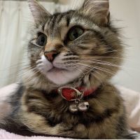 アーチー 会員画像