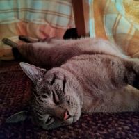 シアンママ 会員画像