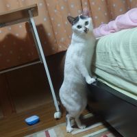 ねこすけ9さん