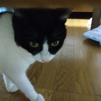 しろくろはち 会員画像