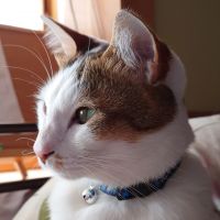 つきのわ 会員画像