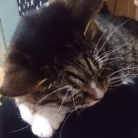 ねねのこさん