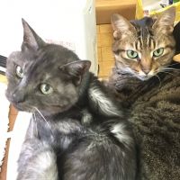 ふにゃもふ 会員画像