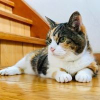 Sakana-cat 会員画像