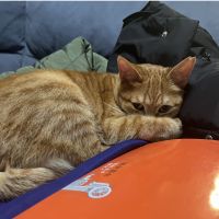 むすびころも 会員画像