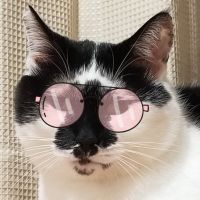 にゃんこもちさん