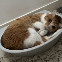 こたあゆさん