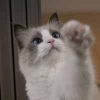ヒダカアイリさん