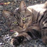 nyachan_japan 会員画像