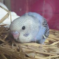 スキップ 会員画像