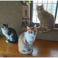 みゃーちん 会員画像