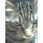 ねこっぱな 会員画像