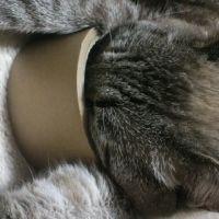 まろひめらいさん