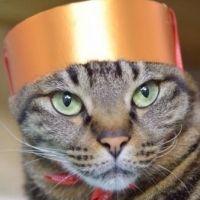 YCAT3さん