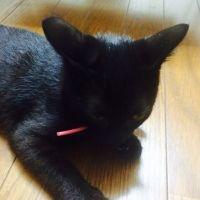 どーもくん 会員画像