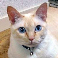 にゃんこ!先生 会員画像