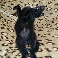 ねこ柳 会員画像