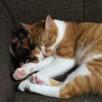 猫大好き のあママ 会員画像