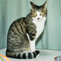 ハナコパパ 会員画像