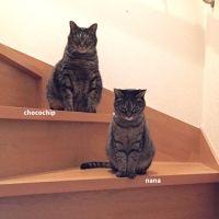 ちょこナナママ 会員画像
