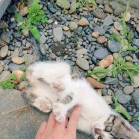 わくわく猫 会員画像