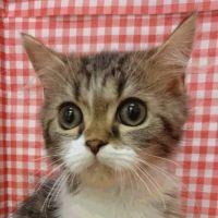 会員画像