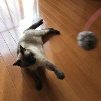 たまざえもん 会員画像
