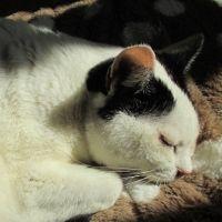 ゆうちゃん猫 会員画像