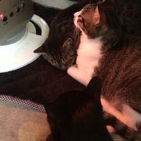 ニャック 会員画像