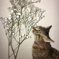 桜貝 会員画像